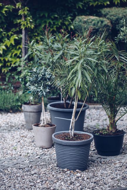 A close-up view of several potted plants arranged on a gravel surface in an outdoor garden. The plants include a tall, slender tree with long, narrow leaves that are slightly arching, planted in a tex