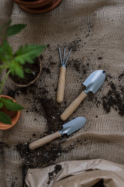 A close-up view of several potted plants arranged on a gravel surface in an outdoor garden. The plants include a tall, slender tree with long, narrow leaves that are slightly arching, planted in a tex